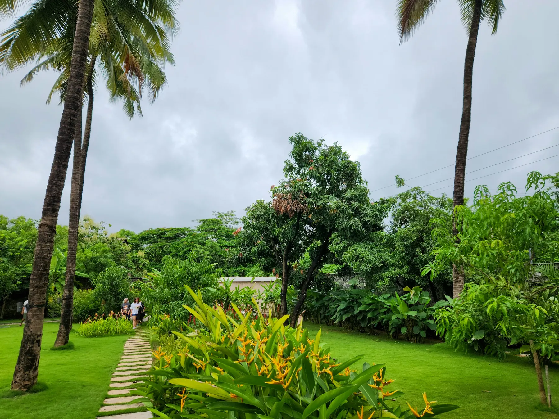 Palm trees under a grey, stormy sky